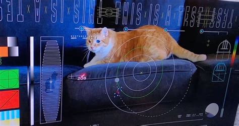 NASA laser message beams video of a cat named Taters back to Earth, and it’s a big deal